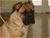 Aristotele - Triola Cane Corso